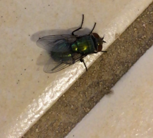 a house fly on the floor