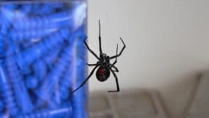 a black widow spider hanging on its web