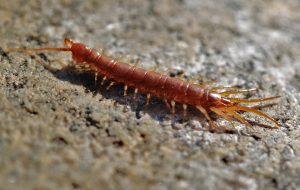 centipede on the ground, millipedes and centipedes