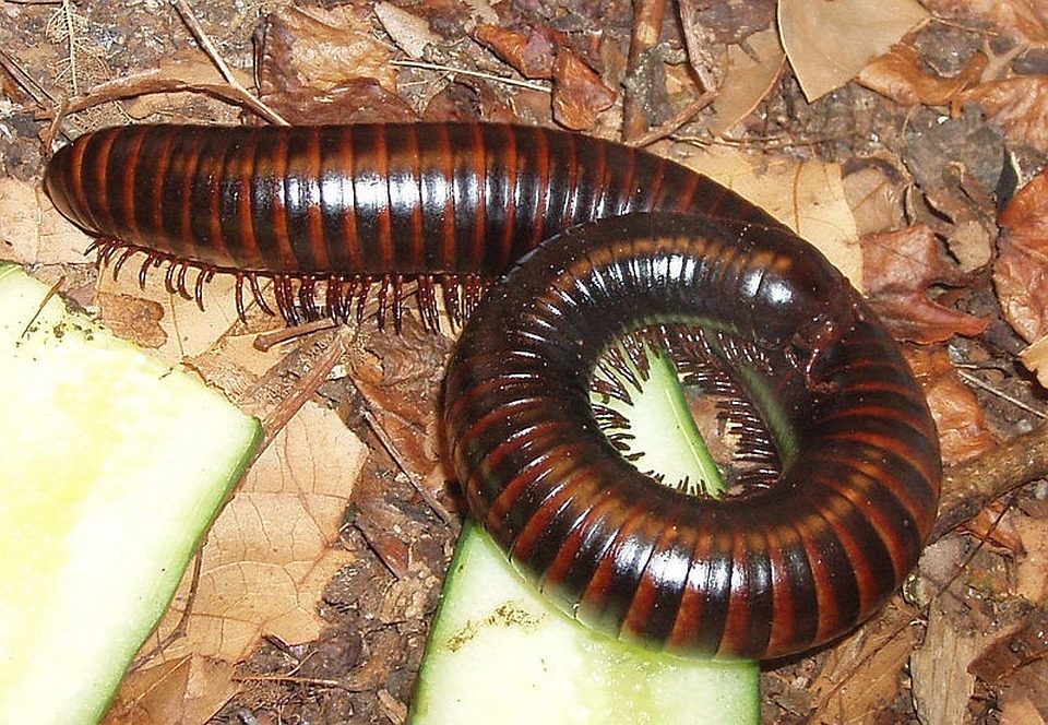 millipede on the ground