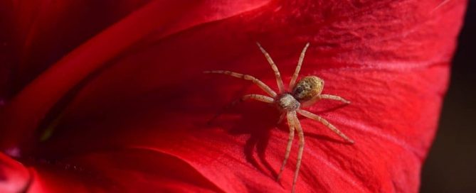 spider on red fabric