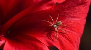 a spider on the red fabric