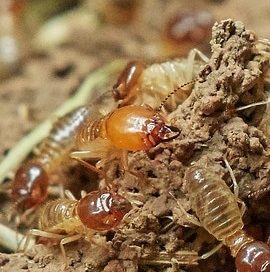 termites on the soil