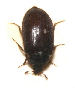 carpet beetles nyc