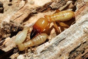 Termites on the woods