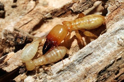 soldier termites and worker termites on the woods