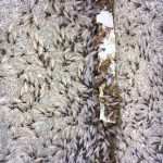 termites swarming in front of a house