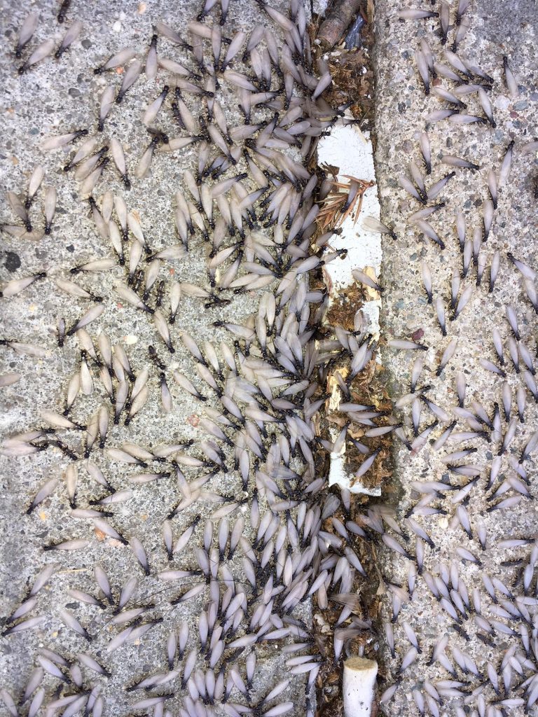 termites swarming in front of a house
