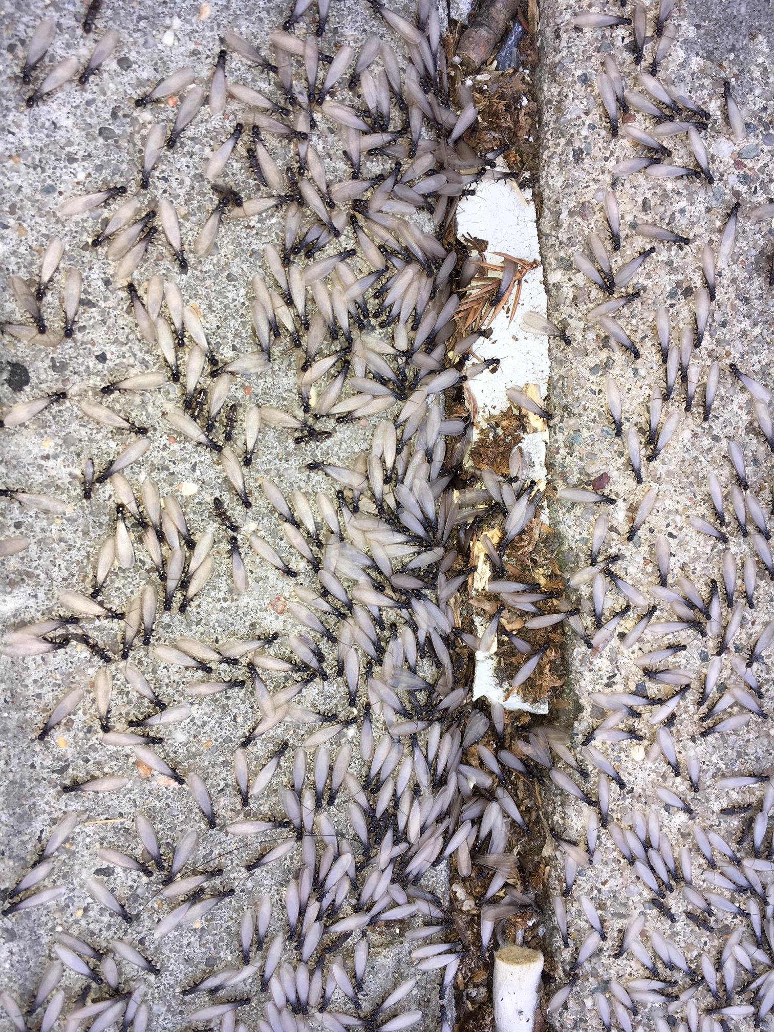 termites swarming on the ground