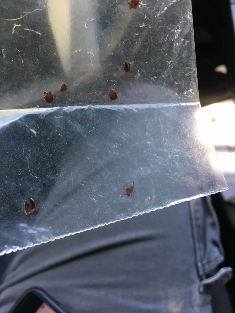 A few ticks caught in a plastic bag