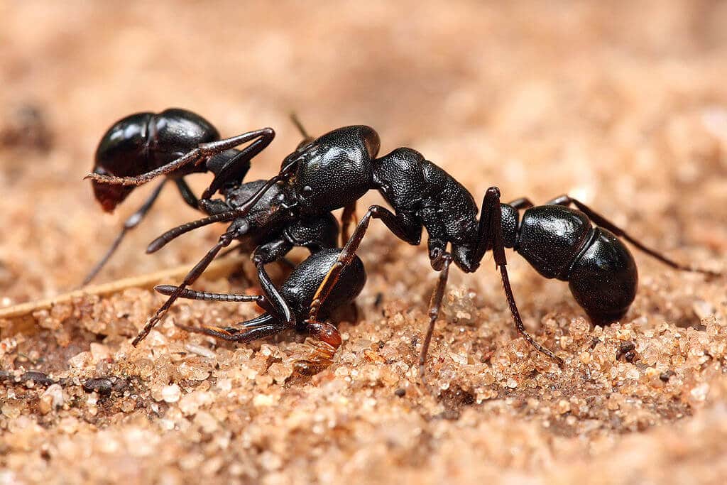 two carpenter ants on the ground