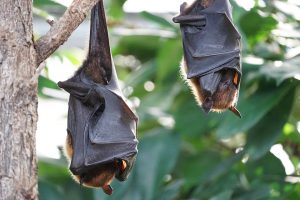 Bats in a Tree Upside Down