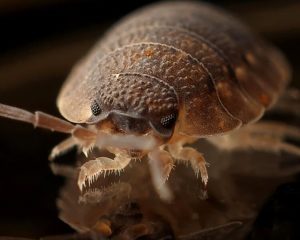 closeup of a bed bug on a black background