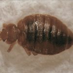 a bed bug on the carpet