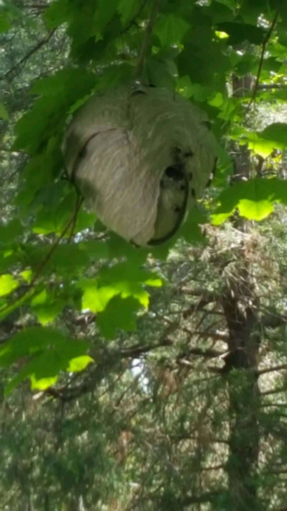 Bee Hive in Tree