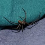 brown recluse spider on a couch