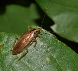 a cockroach on a leaf