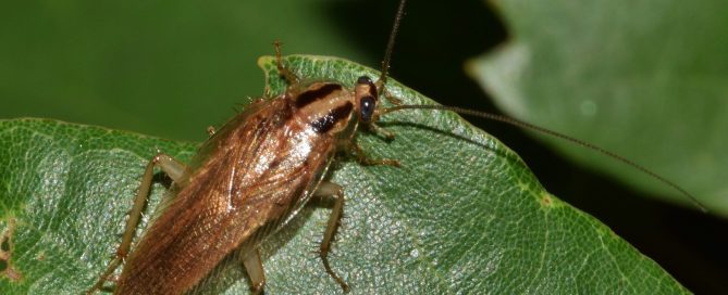 a cockroach on a leaf
