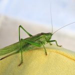 a cricket on the fabric