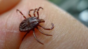 a tick crawling on someone's hand