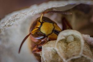 a wasp in its nest
