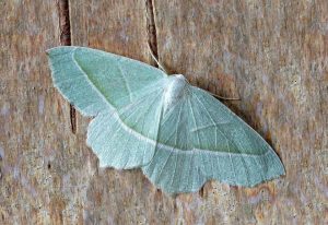 green moth on a wooden table