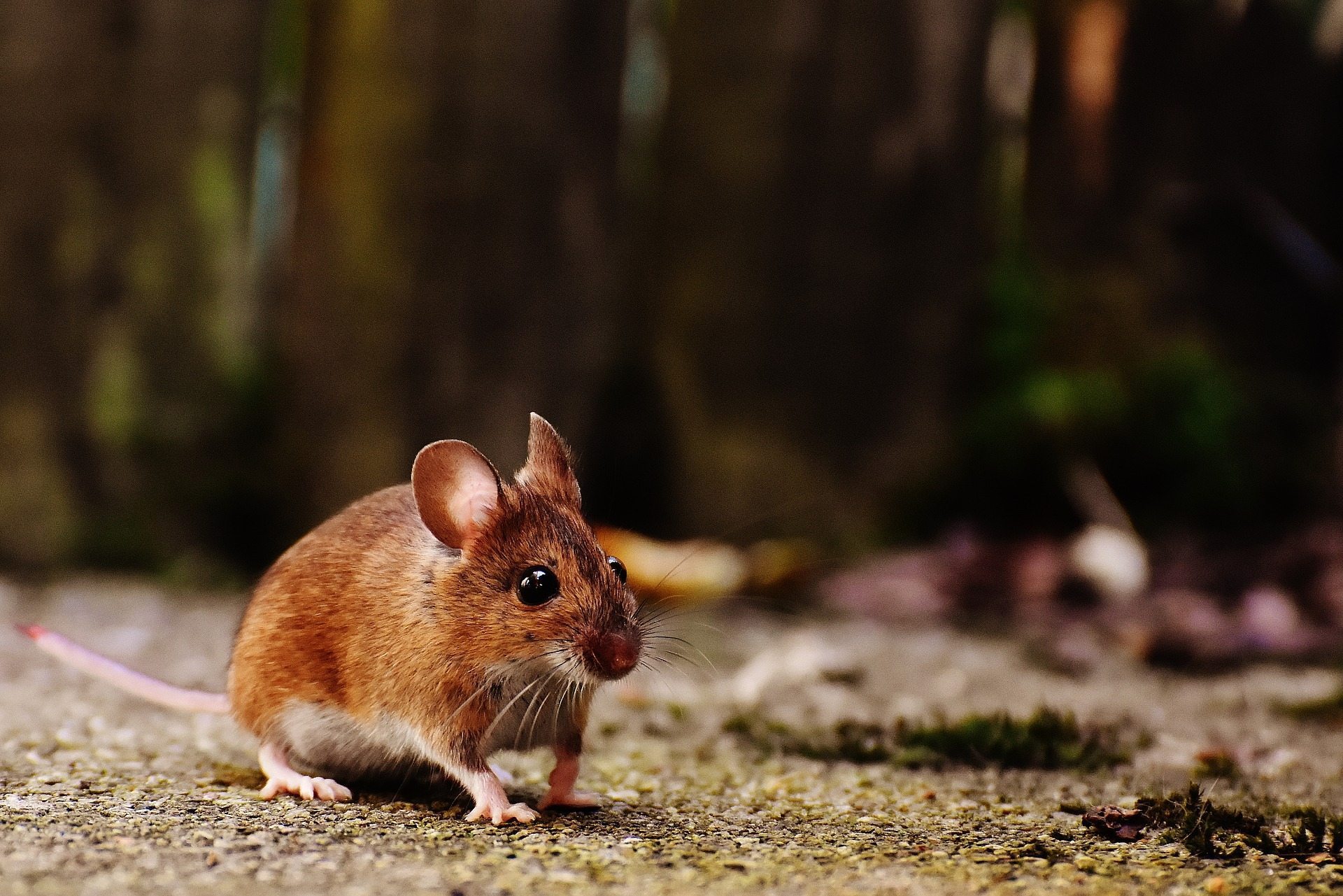 a mouse scurrying on the ground