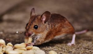 brown mouse eating peanuts