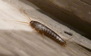 a silverfish on the sink