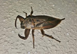 giant waterbug on the ground, Waterbugs vs Cockroach