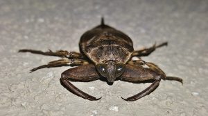 water bug front view