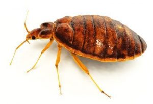 adult bed bug on white background