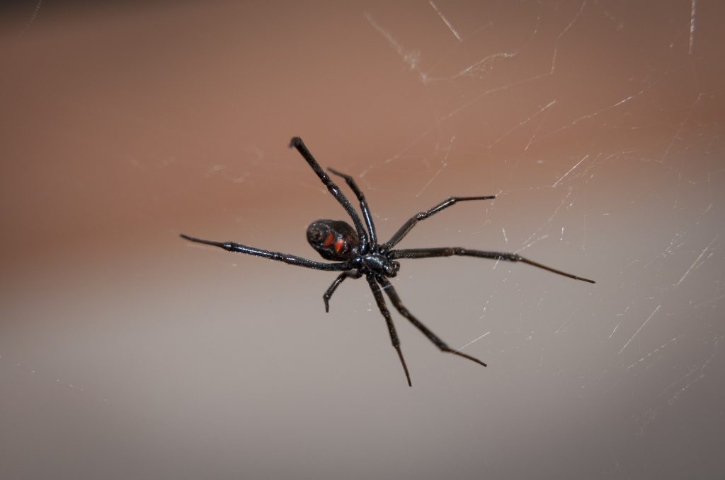 a black widow spider on its web