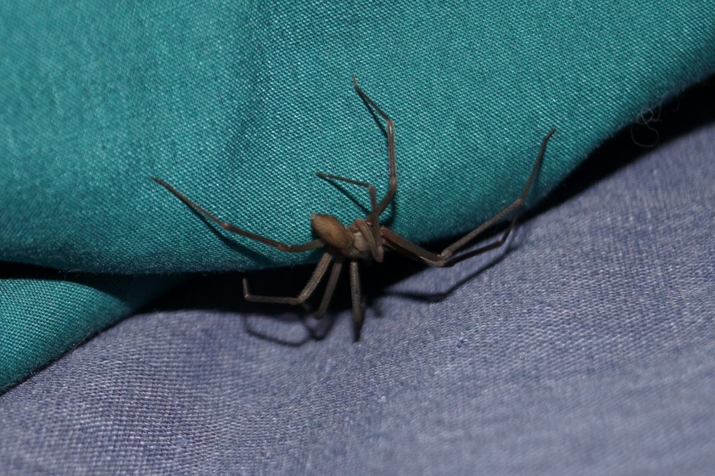 a brown recluse spider on a fabric