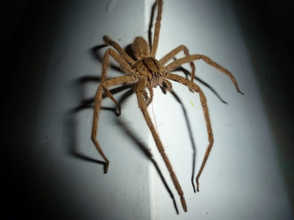 a wolf spider on the wall