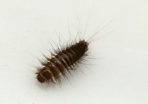 carpet beetle larva on the floor