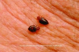 2 Bed Bugs Close Up