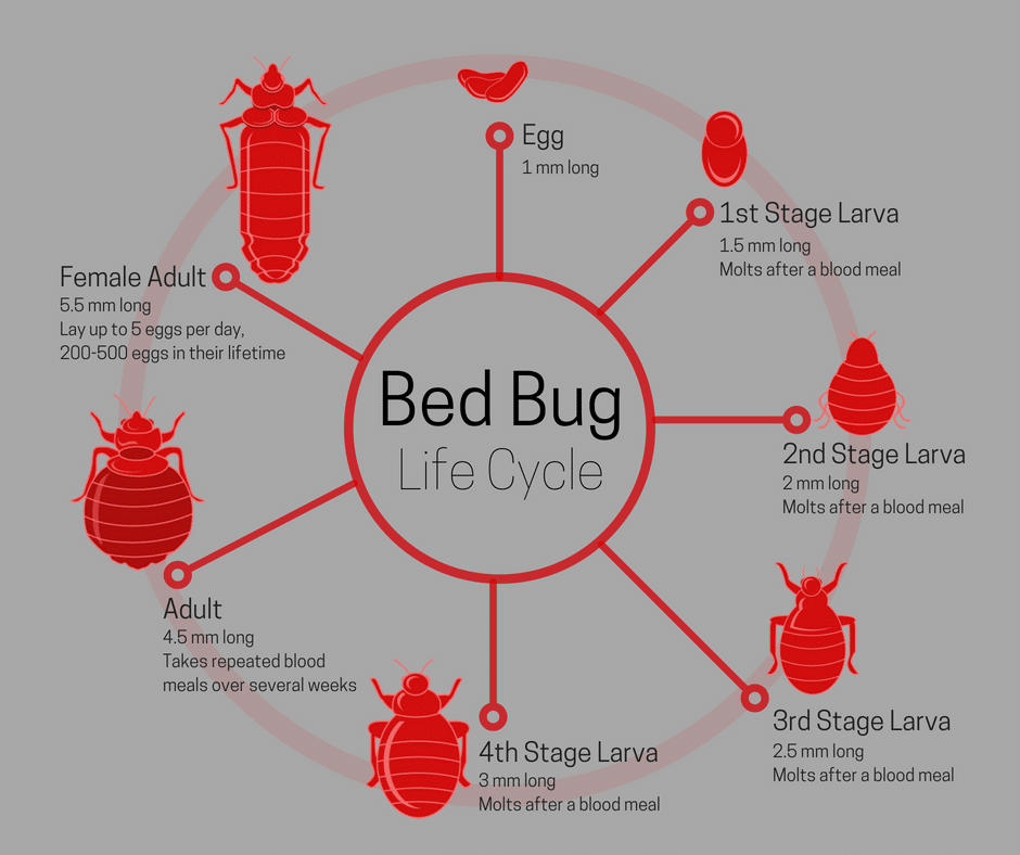 Bed Bug Life Span: Appearance and Life Cycle