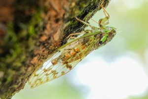 cicada on tree bark