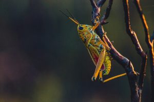 cricket on tree branch