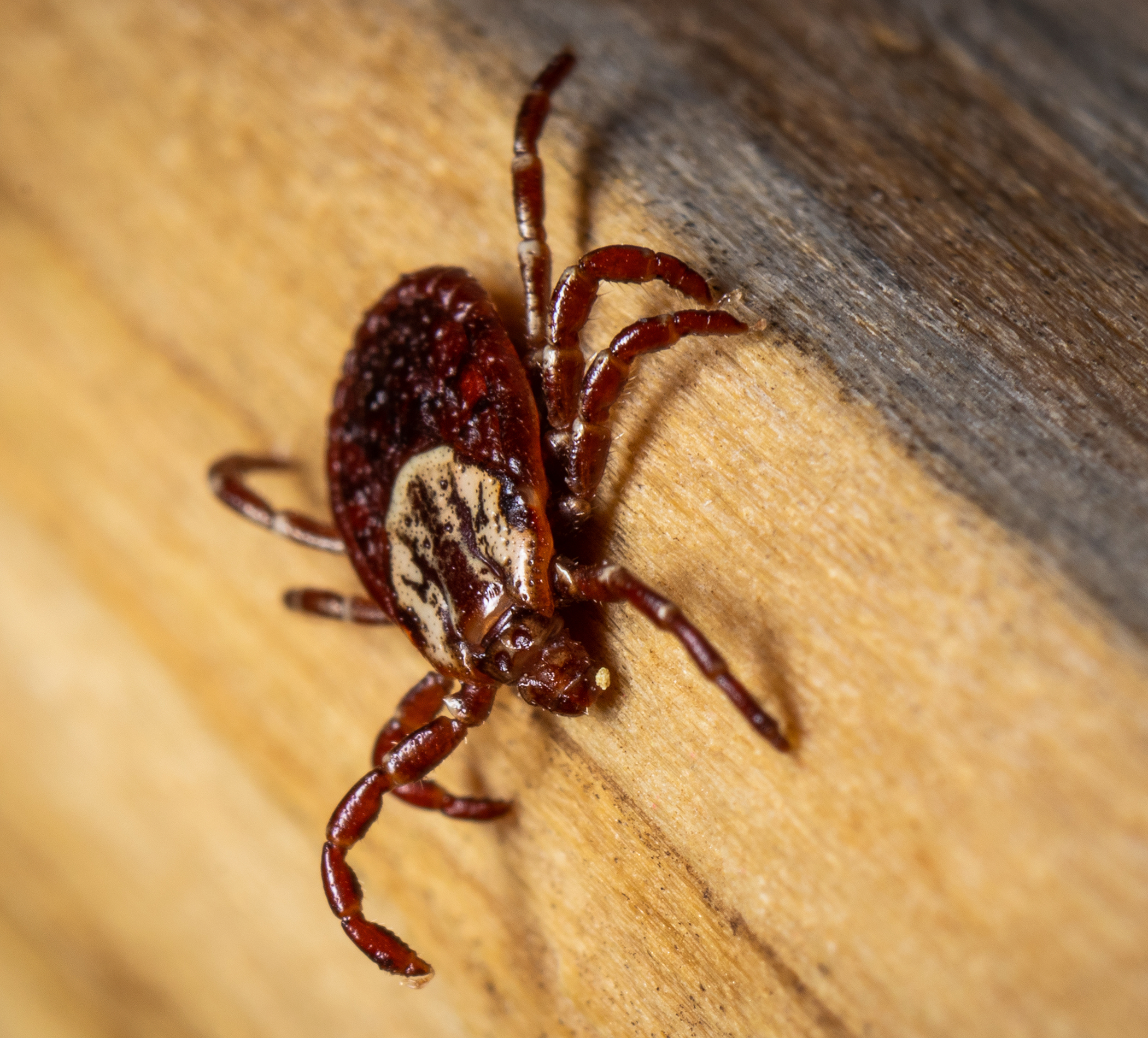 dog tick crawling on the wooden material